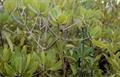 Rhizophera mucronata